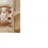 representación de animales en columnas representación de animales en columnas