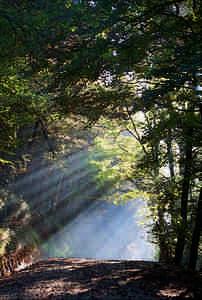 Bosques de Bajauri y Obécuri